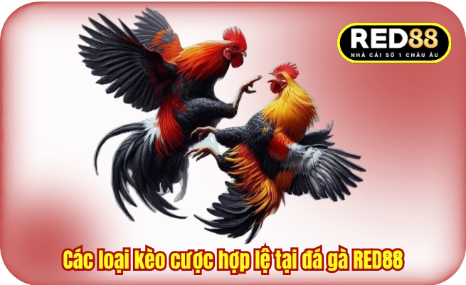 Các loại kèo cược hợp lệ tại đá gà RED88