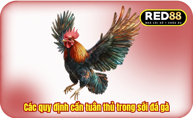 Các quy định cần tuân thủ trong sới đá gà