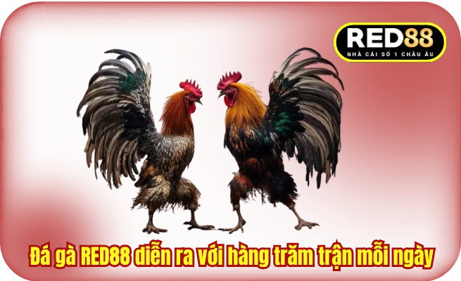 Đá gà RED88 diễn ra với hàng trăm trận mỗi ngày